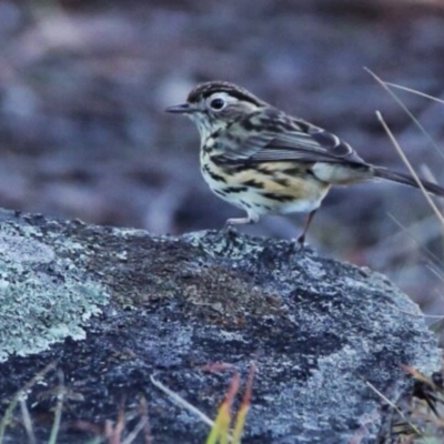 Pyrrholaemus sagittatus (Speckled Warbler) at Googong, NSW - 22 May 2016 by Wandiyali