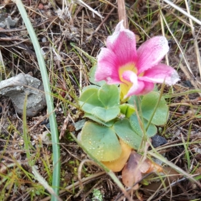 Oxalis purpurea (Large-flower Wood-sorrel) at Isaacs, ACT - 27 Jun 2017 by Mike