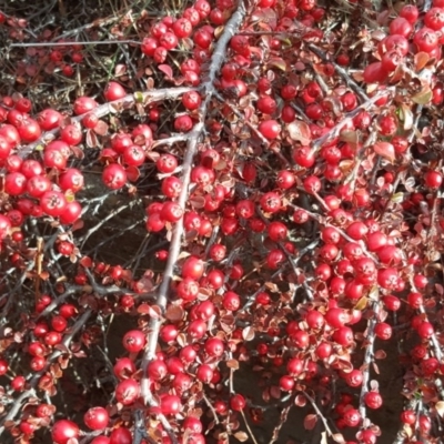 Cotoneaster horizontalis (Prostrate Cotoneaster) at Isaacs Ridge and Nearby - 27 Jun 2017 by Mike