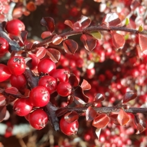 Cotoneaster horizontalis at Isaacs, ACT - 27 Jun 2017