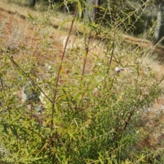 Westringia eremicola (Slender Western Rosemary) at Isaacs Ridge and Nearby - 27 Jun 2017 by Mike