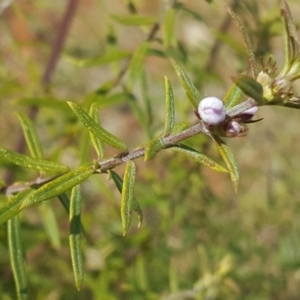 Westringia eremicola at Isaacs, ACT - 27 Jun 2017