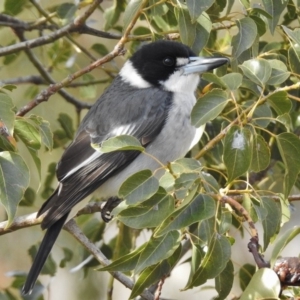 Cracticus torquatus at Gordon, ACT - 27 Jun 2017