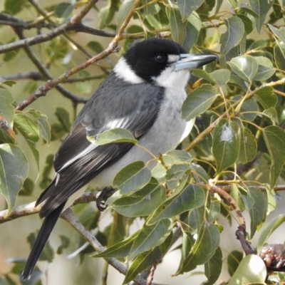 Cracticus torquatus (Grey Butcherbird) at Gordon, ACT - 27 Jun 2017 by JohnBundock