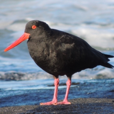 Haematopus fuliginosus (Sooty Oystercatcher) at Kioloa, NSW - 3 Jun 2014 by MichaelBedingfield