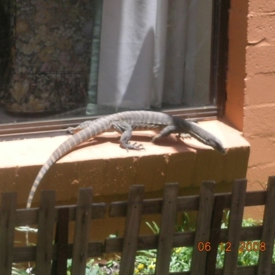 Varanus rosenbergi (Heath or Rosenberg's Monitor) at QPRC LGA - 6 Dec 2008 by Varanus