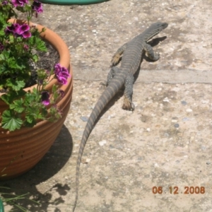 Varanus rosenbergi at Wamboin, NSW - 6 Dec 2008