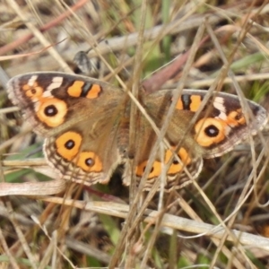 Junonia villida at Gordon, ACT - 27 Jun 2017