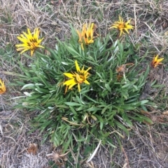 Gazania rigens (Treasure Flower) at Gungaderra Creek Ponds - 27 Jun 2017 by jks