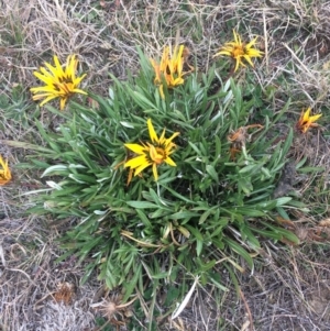 Gazania rigens at Franklin, ACT - 27 Jun 2017