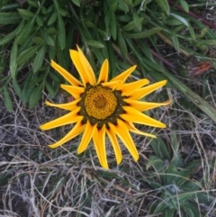 Gazania rigens at Franklin, ACT - 27 Jun 2017