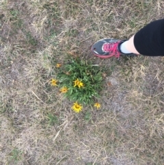 Gazania rigens at Franklin, ACT - 27 Jun 2017 07:12 PM