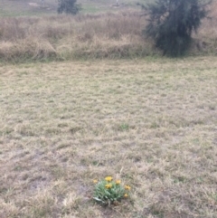 Gazania rigens at Franklin, ACT - 27 Jun 2017