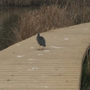 Egretta novaehollandiae at Franklin, ACT - 27 Jun 2017 08:29 PM