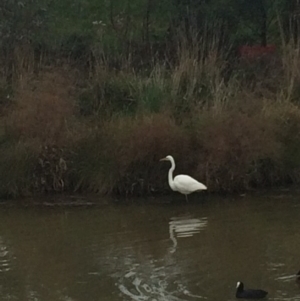 Ardea alba at Franklin, ACT - 27 Jun 2017