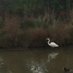 Ardea alba at Franklin, ACT - 27 Jun 2017 08:33 PM