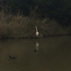 Ardea alba at Franklin, ACT - 27 Jun 2017 08:33 PM