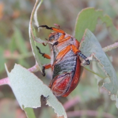 Anoplognathus porosus (Porosus Christmas beetle) at Tharwa, ACT - 7 Jan 2017 by michaelb