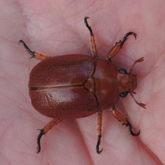 Anoplognathus porosus at Tharwa, ACT - 7 Jan 2017