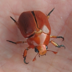 Anoplognathus porosus at Tharwa, ACT - 7 Jan 2017