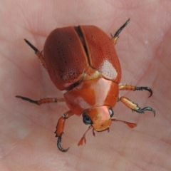 Anoplognathus porosus at Tharwa, ACT - 7 Jan 2017