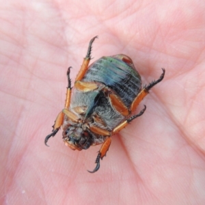 Anoplognathus porosus at Tharwa, ACT - 7 Jan 2017