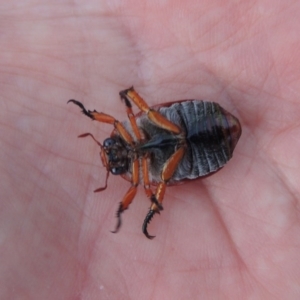 Anoplognathus porosus at Tharwa, ACT - 7 Jan 2017 08:37 PM