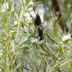 Sphex sp. (genus) (Unidentified Sphex digger wasp) at O'Connor, ACT - 29 Dec 2016 by ibaird