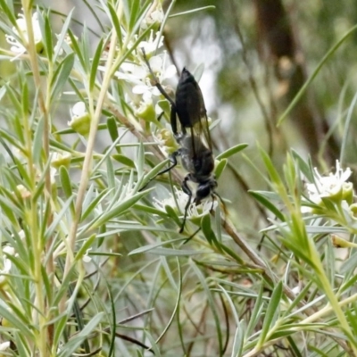 Sphex sp. (genus) (Unidentified Sphex digger wasp) at O'Connor, ACT - 29 Dec 2016 by ibaird