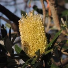 Banksia integrifolia subsp. integrifolia (Coast Banksia) at Kioloa, NSW - 3 Jun 2014 by michaelb
