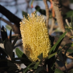 Banksia integrifolia subsp. integrifolia at Kioloa, NSW - 3 Jun 2014