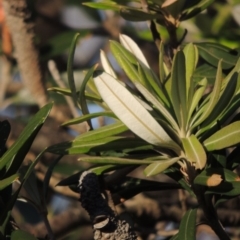 Banksia integrifolia subsp. integrifolia at Kioloa, NSW - 3 Jun 2014