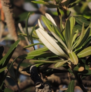 Banksia integrifolia subsp. integrifolia at Kioloa, NSW - 3 Jun 2014