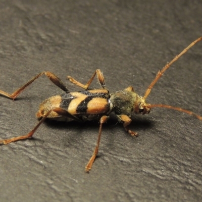 Aridaeus thoracicus (Tiger Longicorn Beetle) at Point Hut to Tharwa - 15 Jan 2017 by michaelb