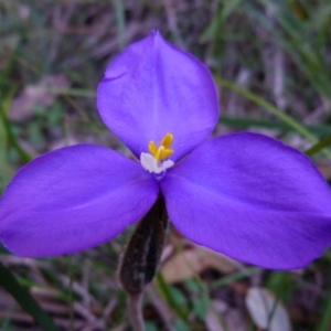 Patersonia sp. at Bermagui, NSW - 21 Jun 2017 06:22 AM
