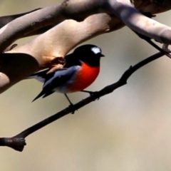 Petroica boodang (Scarlet Robin) at Wandiyali-Environa Conservation Area - 31 Mar 2016 by Wandiyali