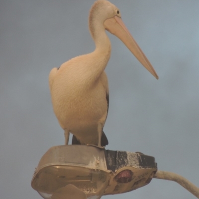 Pelecanus conspicillatus (Australian Pelican) at Kioloa, NSW - 10 Jun 2014 by MichaelBedingfield