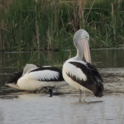 Pelecanus conspicillatus (Australian Pelican) at Fyshwick, ACT - 10 Oct 2014 by michaelb