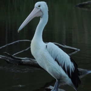 Pelecanus conspicillatus at Paddys River, ACT - 25 Jan 2015