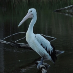 Pelecanus conspicillatus at Paddys River, ACT - 25 Jan 2015