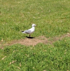 Chroicocephalus novaehollandiae (Silver Gull) at Lake Tuggeranong - 1 Dec 2016 by ozza