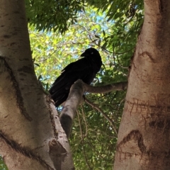 Corvus coronoides at Greenway, ACT - 1 Dec 2016