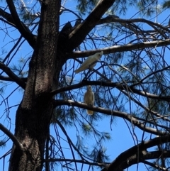 Cacatua sanguinea (Little Corella) at Lake Tuggeranong - 1 Dec 2016 by ozza