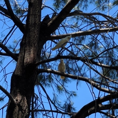 Cacatua sanguinea (Little Corella) at Lake Tuggeranong - 1 Dec 2016 by ozza