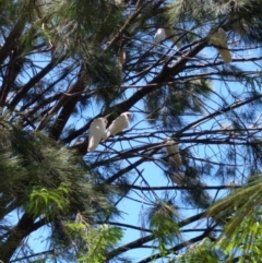 Cacatua sanguinea at Greenway, ACT - 1 Dec 2016 12:50 PM