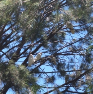 Cacatua sanguinea at Greenway, ACT - 1 Dec 2016 12:50 PM