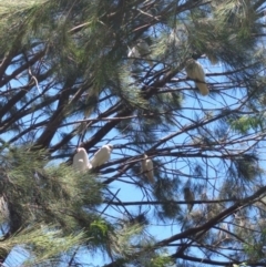 Cacatua sanguinea at Greenway, ACT - 1 Dec 2016 12:50 PM