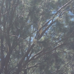 Cacatua sanguinea at Greenway, ACT - 1 Dec 2016