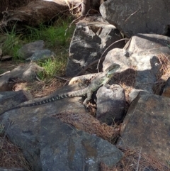 Intellagama lesueurii howittii (Gippsland Water Dragon) at Uriarra Village, ACT - 27 Dec 2016 by ozza