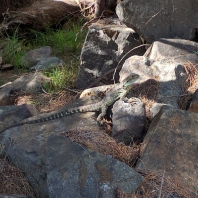 Intellagama lesueurii howittii (Gippsland Water Dragon) at Cotter Reserve - 27 Dec 2016 by ozza